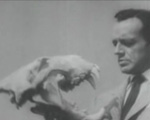 Imagem sobre a extinção dos dinossauros